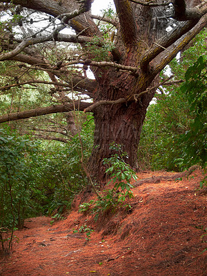 Buy stock photo Forest, tree and environment landscape in nature with overgrown plants, greenery and foliage in ecosystem. Woods, leaves and natural growth with trunk background for sustainability, scenery or hiking