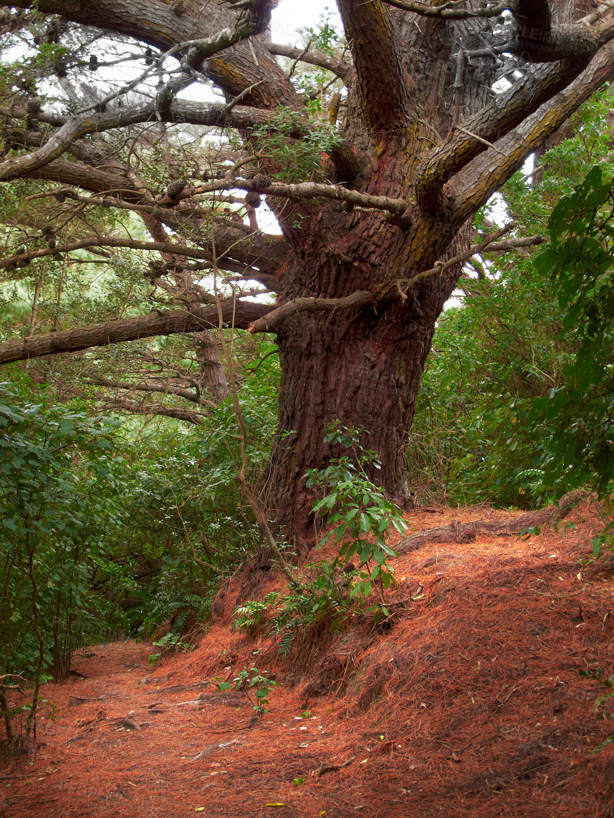 Buy stock photo Forest, tree and environment landscape in nature with overgrown plants, greenery and foliage in ecosystem. Woods, leaves and natural growth with trunk background for sustainability, scenery or hiking