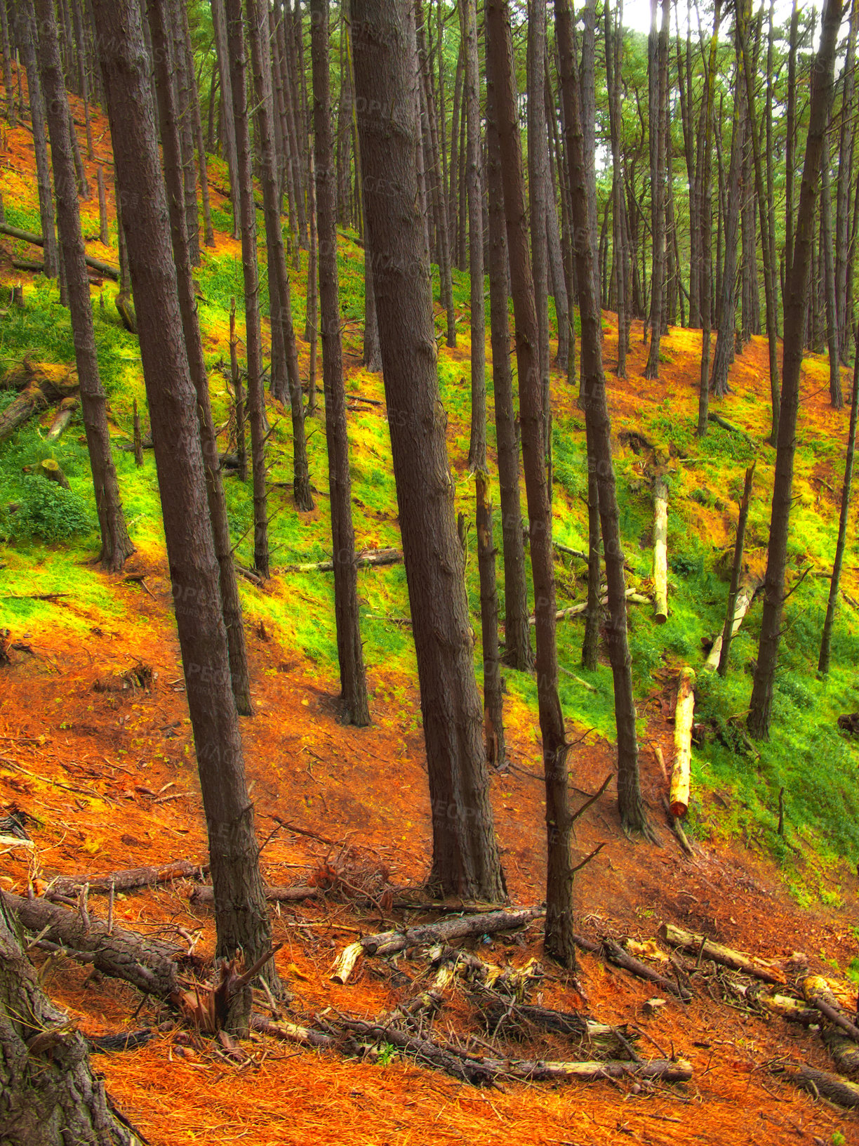 Buy stock photo Pine forest, nature and trees landscape in environment with colorful grass, greenery and foliage in ecosystem. Woods, branches and natural growth with background for sustainability, scenery or travel