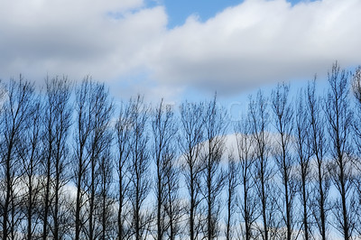 Buy stock photo Tree - universal plant in all types and forms