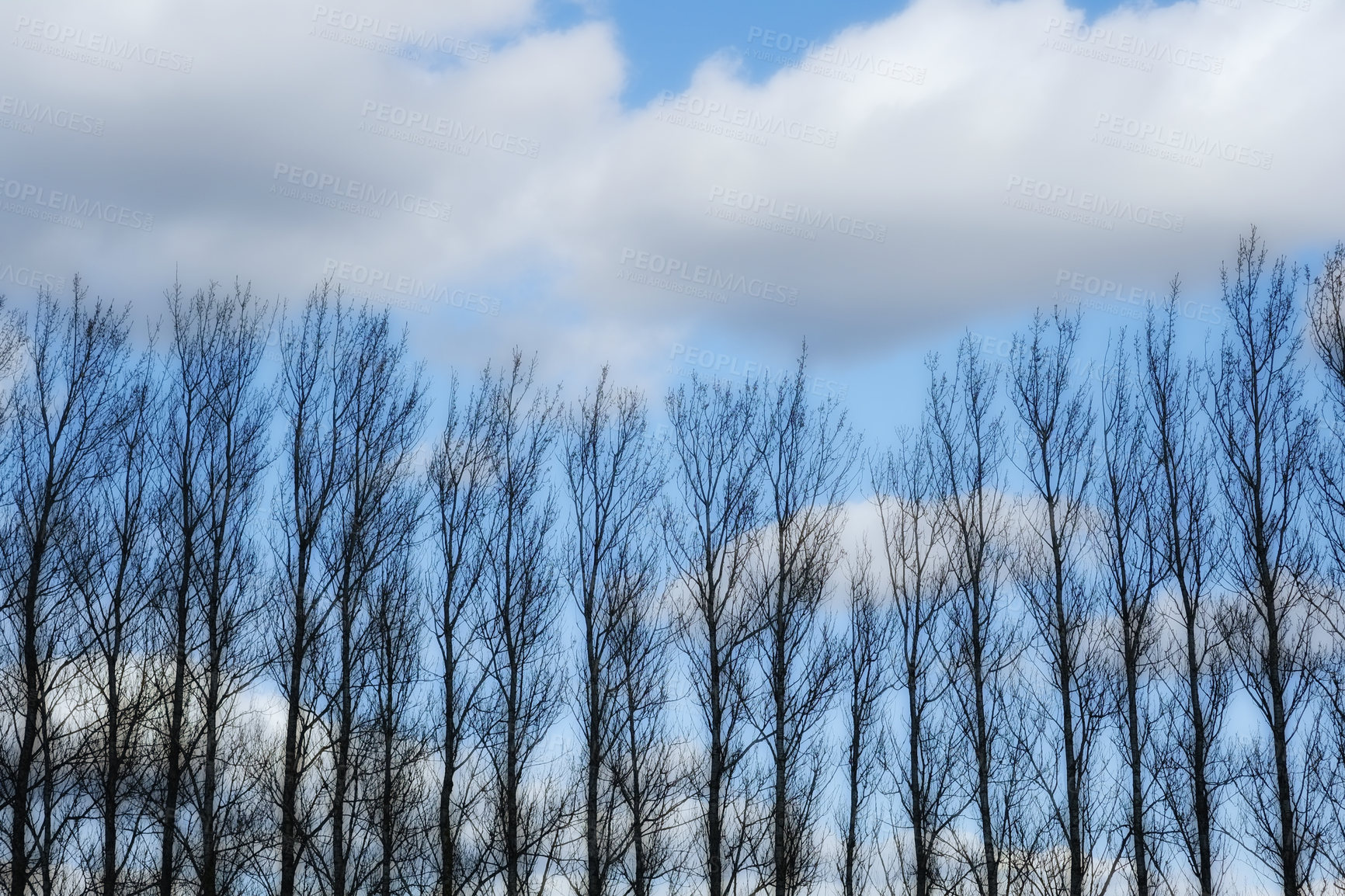 Buy stock photo Tree - universal plant in all types and forms