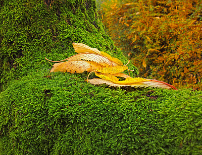 Buy stock photo Nature, tree and leaves on moss for autumn, serenity and aesthetic for wallpaper. Landscape, ecology and foliage on marsh for ecosystem change, green texture and environment awareness for Earth Day