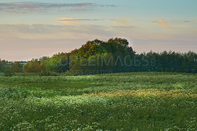 Buy stock photo Nature forest, field and green trees growth of calm woods, agriculture or sustainable eco friendly environment. Sustainability, plant flowers and Earth Day landscape of natural countryside rainforest