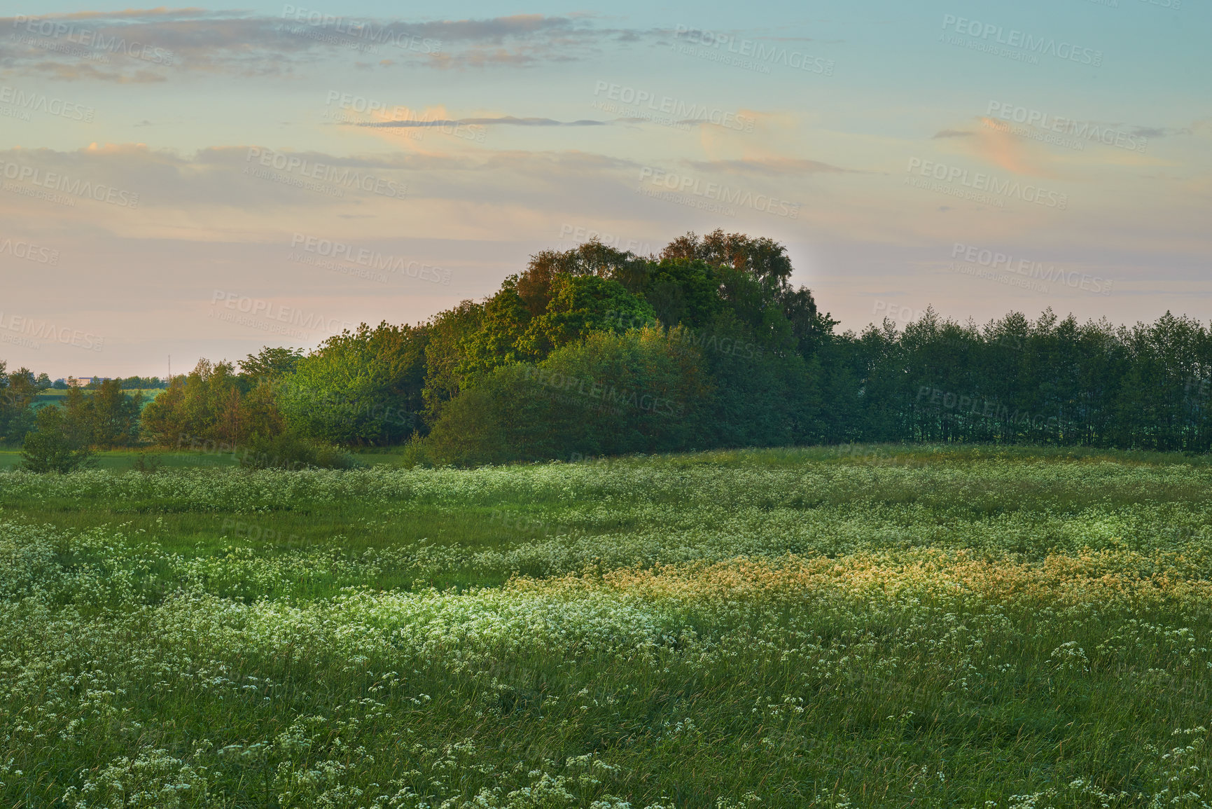 Buy stock photo Nature forest, field and green trees growth of calm woods, agriculture or sustainable eco friendly environment. Sustainability, plant flowers and Earth Day landscape of natural countryside rainforest