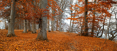 Buy stock photo Nature, landscape and trees in forest in autumn season for natural background, beauty and scenic view in countryside. Earth, fantasy environment and orange leaves on tree in woods for peace and calm