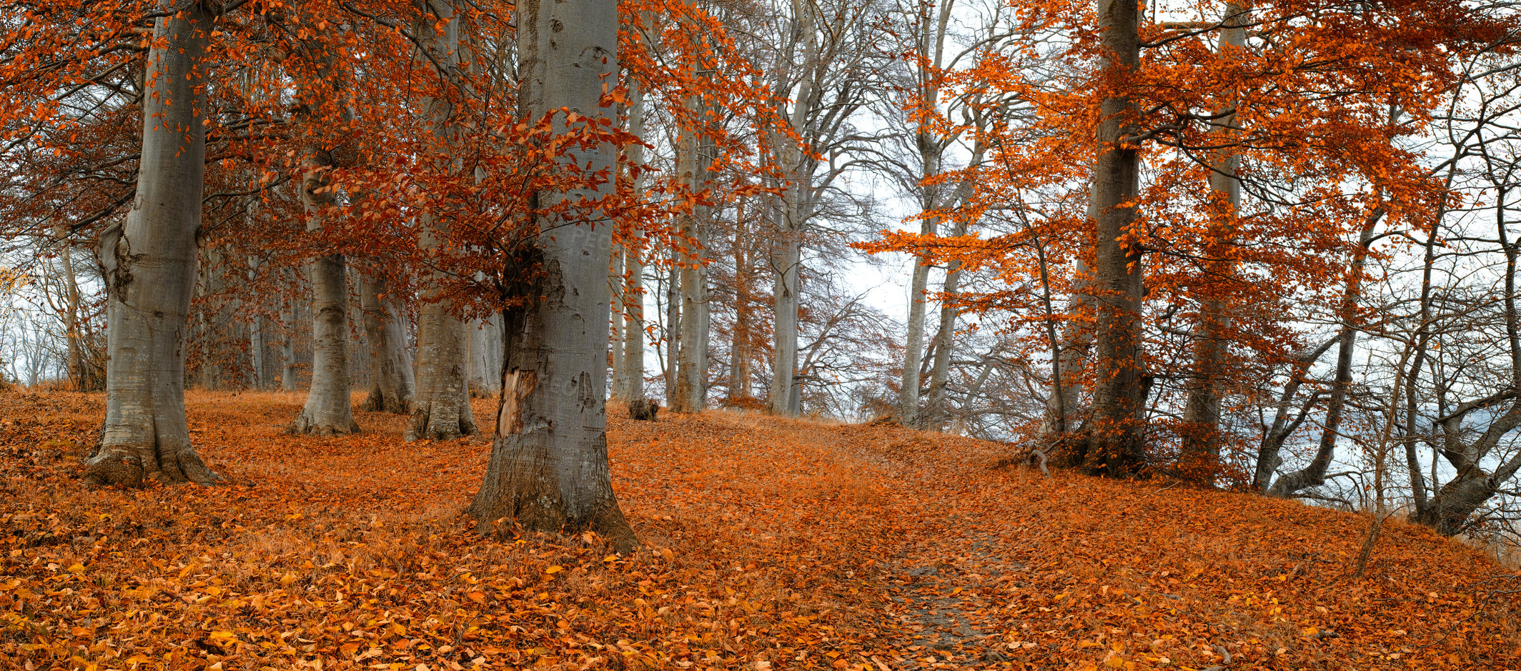 Buy stock photo Nature, landscape and trees in forest in autumn season for natural background, beauty and scenic view in countryside. Earth, fantasy environment and orange leaves on tree in woods for peace and calm