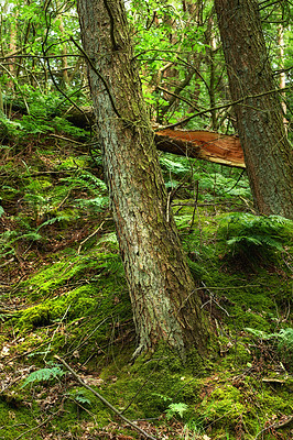 Buy stock photo Background of tree trunk, pine forest and woods, nature and plants, green landscape and earth sustainability, ecology and leaves. Closeup western hemlock trees, bark and texture, moss and environment