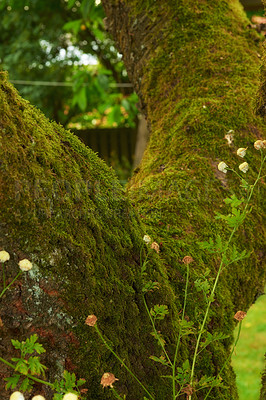 Buy stock photo Tree - universal plant in all types and forms