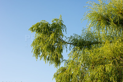 Buy stock photo Forest landscape, branch and blue sky with trees, plant or growth for sustainability or green nature. Bush, woods and leaves in spring for ecology in healthy environment, countryside or rainforest