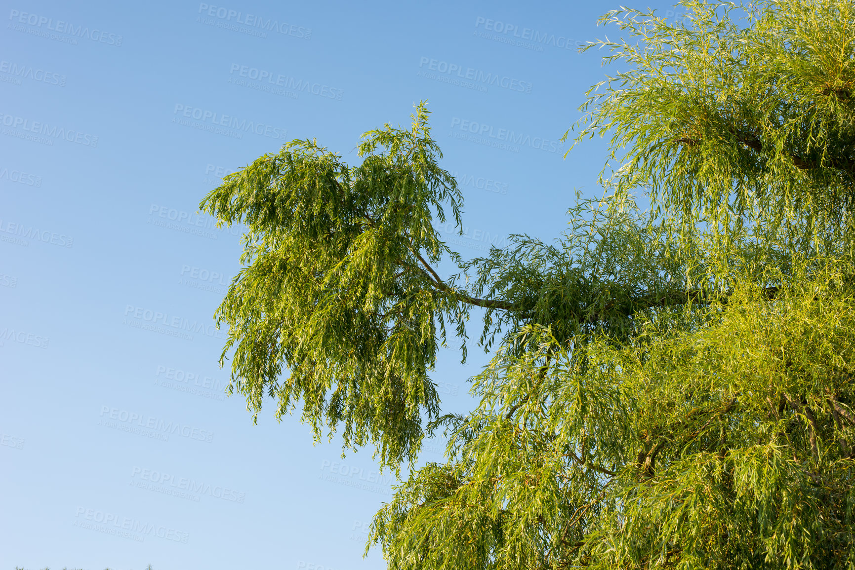 Buy stock photo Forest landscape, branch and blue sky with trees, plant or growth for sustainability or green nature. Bush, woods and leaves in spring for ecology in healthy environment, countryside or rainforest