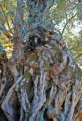 Buy stock photo Landscape, olive tree and nature with woods, forest and texture in countryside or outdoor. Holiday, travel and autumn for vacation as wallpaper, background and sustainability for adventure in Canada