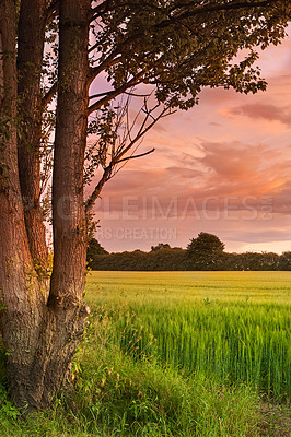 Buy stock photo Sunset sky, field or tree in nature for landscape, wallpaper or peace for aesthetic. Environment, plants or tall grass in countryside for background, growth or sustainability with ecosystem awareness