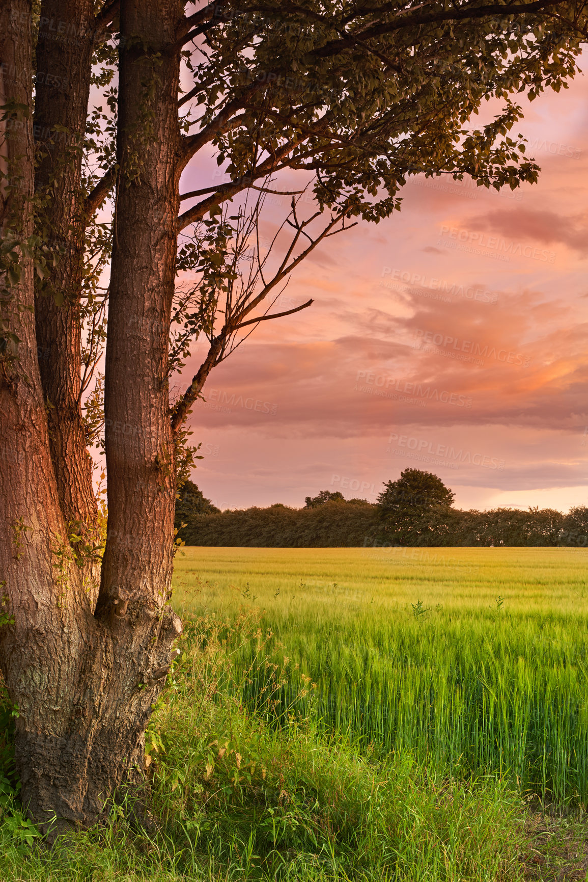 Buy stock photo Sunset sky, field or tree in nature for landscape, wallpaper or peace for aesthetic. Environment, plants or tall grass in countryside for background, growth or sustainability with ecosystem awareness