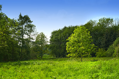 Buy stock photo Blue sky, grass and trees in nature for growth, sustainability and healthy ecosystem for wallpaper. Landscape, field and plants in environment for habitat creation, peaceful and aesthetic in summer