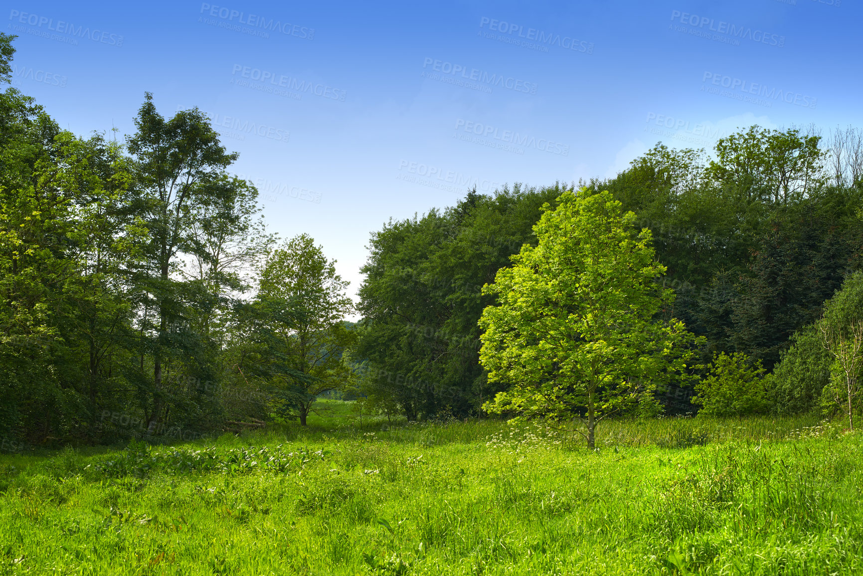 Buy stock photo Blue sky, grass and trees in nature for growth, sustainability and healthy ecosystem for wallpaper. Landscape, field and plants in environment for habitat creation, peaceful and aesthetic in summer