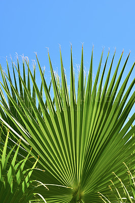 Buy stock photo Leaves environment, branch and blue sky with trees, plant or growth for sustainability or green nature. Bush, woods and landscape in spring for ecology in healthy forest, countryside or rainforest