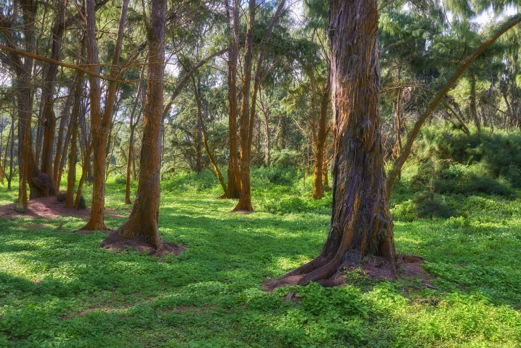 Buy stock photo Woods, trees and landscape with environment in nature with overgrown plants, greenery and foliage in ecosystem. Forest, grass and fern growth with natural background for adventure, scenery and hiking