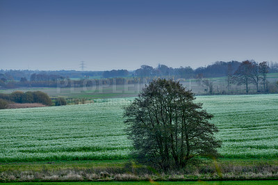 Buy stock photo Tree - universal plant in all types and forms