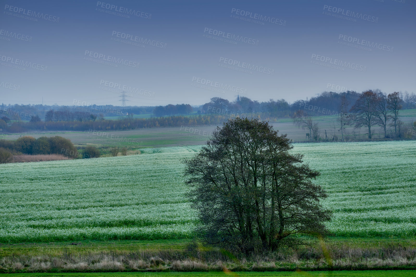 Buy stock photo Tree - universal plant in all types and forms