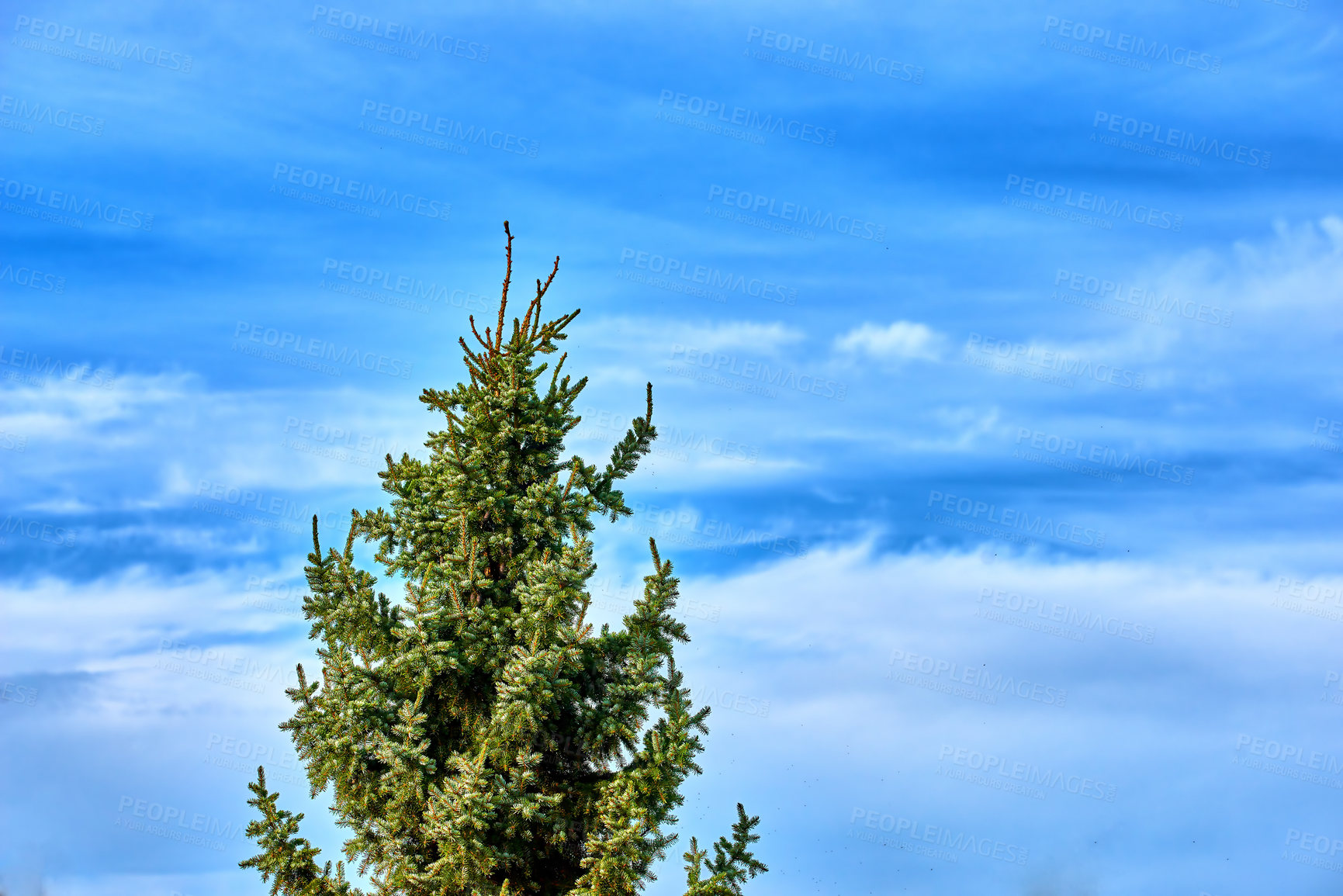 Buy stock photo Sustainable landscape, branch and blue sky with trees, plant or growth for forest or green nature. Bush, woods and leaves in spring for ecology in healthy environment, countryside or rainforest