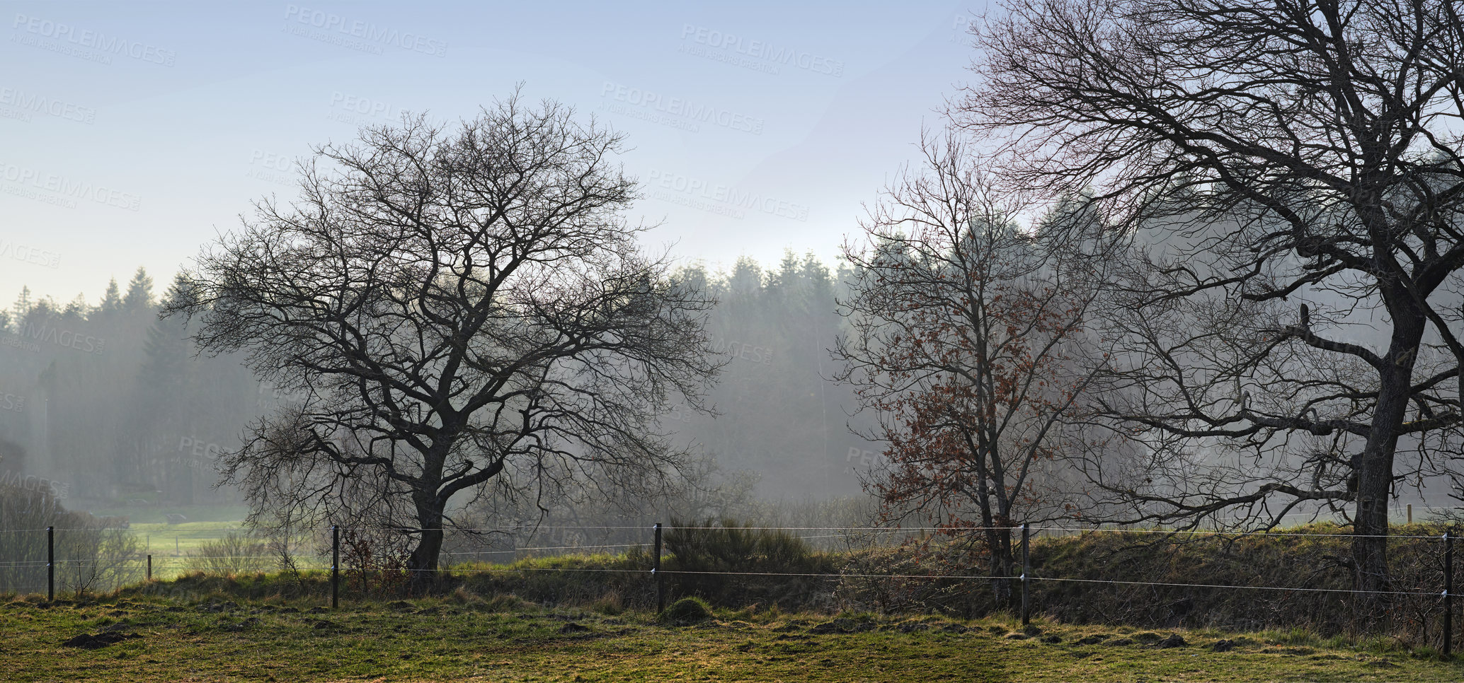 Buy stock photo Tree - universal plant in all types and forms