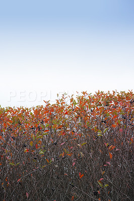 Buy stock photo Landscape, plants and countryside as woods, chokeberry and texture in nature, outdoor or hedge. Holiday, travel and autumn for vacation as wallpaper, background or forest bush on adventure in Canada