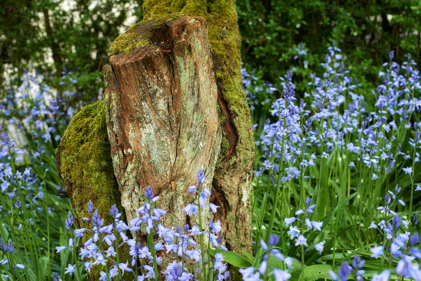 Buy stock photo Tree - universal plant in all types and forms