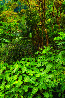 Buy stock photo Green, jungle and trees in nature for ecosystem, environment growth and habitat creation. Forest, ferns or landscape with calm aesthetic for wallpaper, sustainability or biome awareness for Earth Day