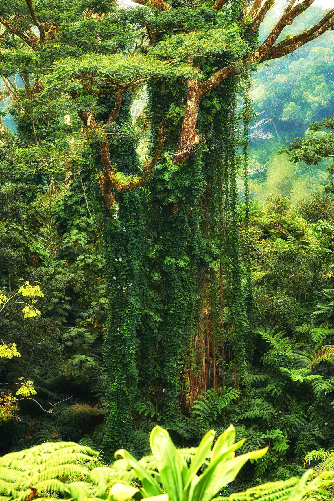 Buy stock photo Green, forest and trees in nature for ecosystem, environment growth and abundant habitat. Jungle, ferns or landscape with calm aesthetic for wallpaper, sustainability or biome awareness for Earth Day