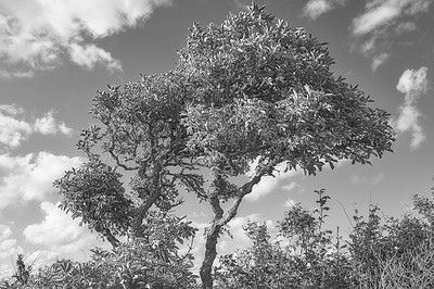 Buy stock photo Monochrome, outdoor and trees with nature, environment and eco friendly with landscape, plants and park. Empty, black and white with growth, conservation and eco friendly with leafs, sky and woods