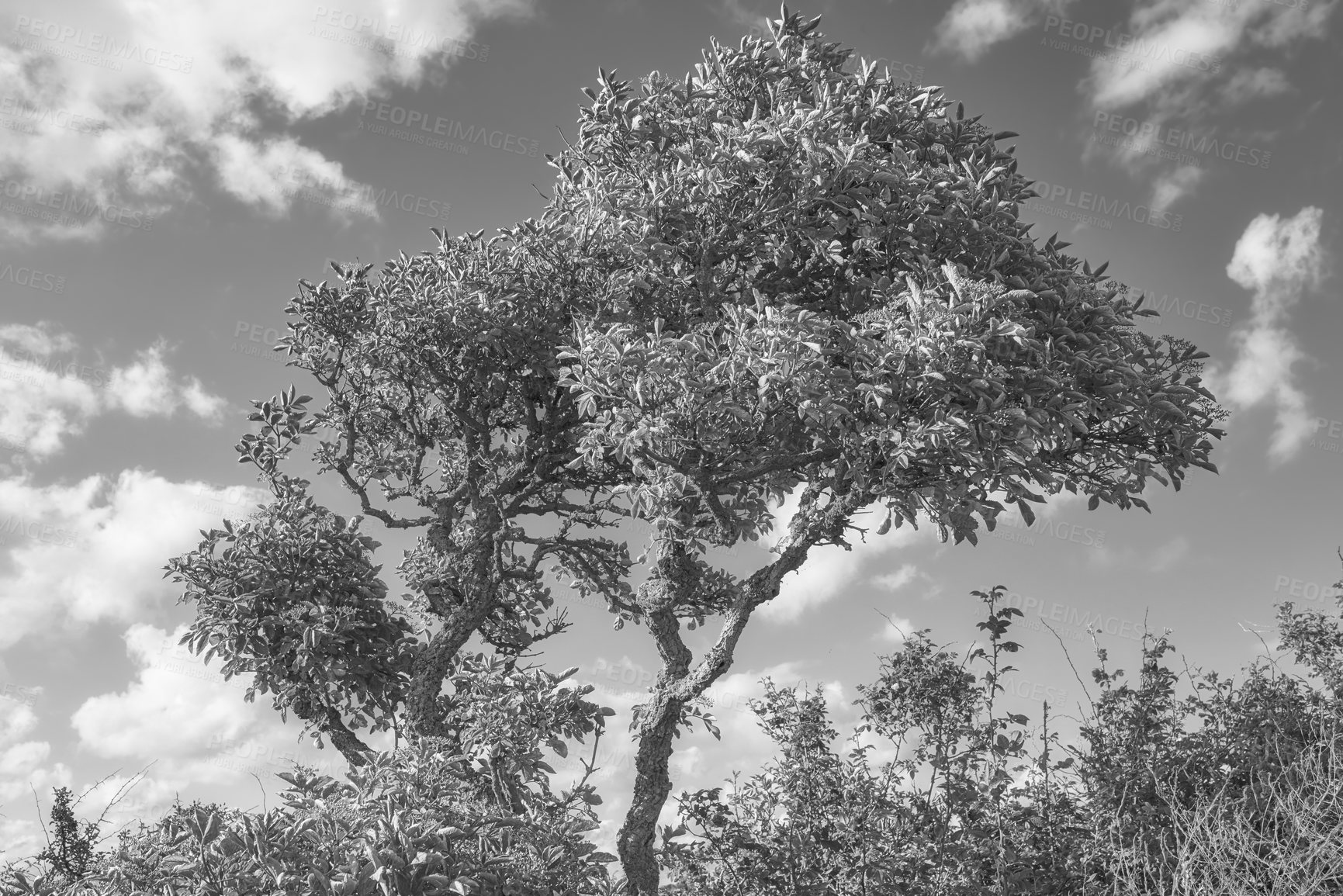 Buy stock photo Monochrome, outdoor and trees with nature, environment and eco friendly with landscape, plants and park. Empty, black and white with growth, conservation and eco friendly with leafs, sky and woods