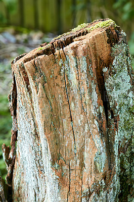 Buy stock photo Moss, tree and stump in woods, nature and jungle for eco friendly environment or natural ecology. Enchanted forest, outdoor or cut trunk, old bark or sustainable plant with texture pattern in Germany