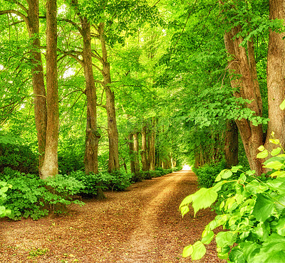 Buy stock photo Nature, forest path and trees in calm woods, park or sustainable eco friendly environment background. Sustainability, leaves and Earth Day or travel landscape of natural countryside rainforest