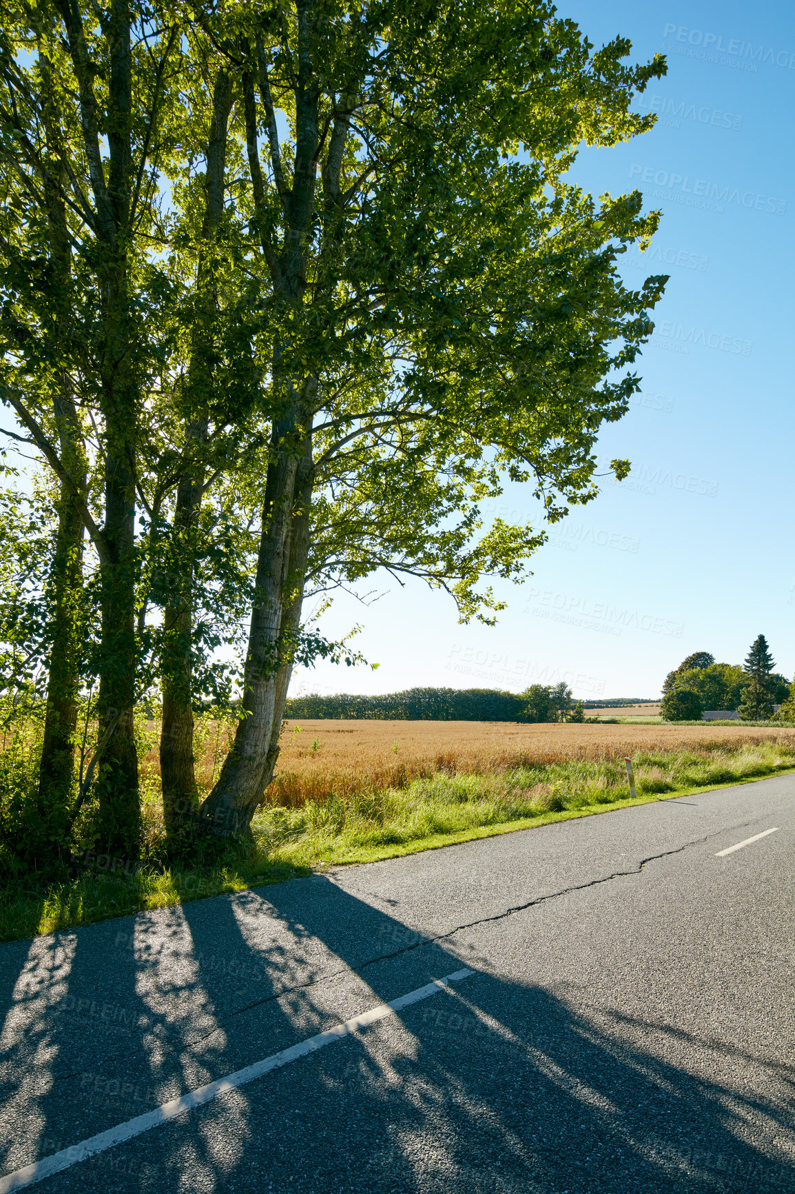 Buy stock photo Tree, asphalt road and countryside highway with nature landscape for road trip, travel and adventure in summer. Environment, peace and calm rural route with shadow and blue sky for outdoor background