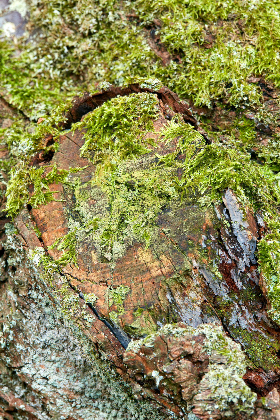 Buy stock photo Tree, green and moss with environment and nature landscape, forest with bark, algae and ecology. Growth, wood from tree trunk and natural, earth and eco closeup, texture and growing vegetation zoom.