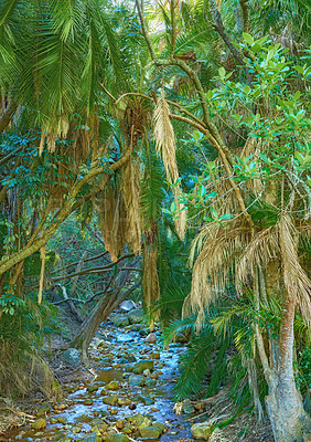 Buy stock photo Forest landscape, river and blue sky with trees, plant or growth for sustainability or green nature. Bush, woods and leaves in spring for ecology in healthy environment, countryside or rainforest