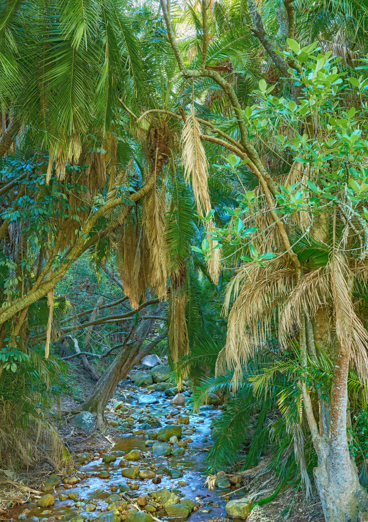 Buy stock photo Forest landscape, river and blue sky with trees, plant or growth for sustainability or green nature. Bush, woods and leaves in spring for ecology in healthy environment, countryside or rainforest