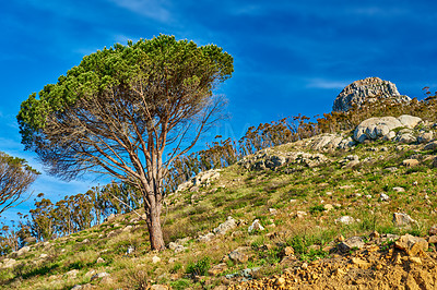 Buy stock photo Mountain landscape, forest and blue sky with trees, plant or growth for sustainability or green nature. Bush, woods and leaves in spring for ecology in healthy environment, countryside or rainforest