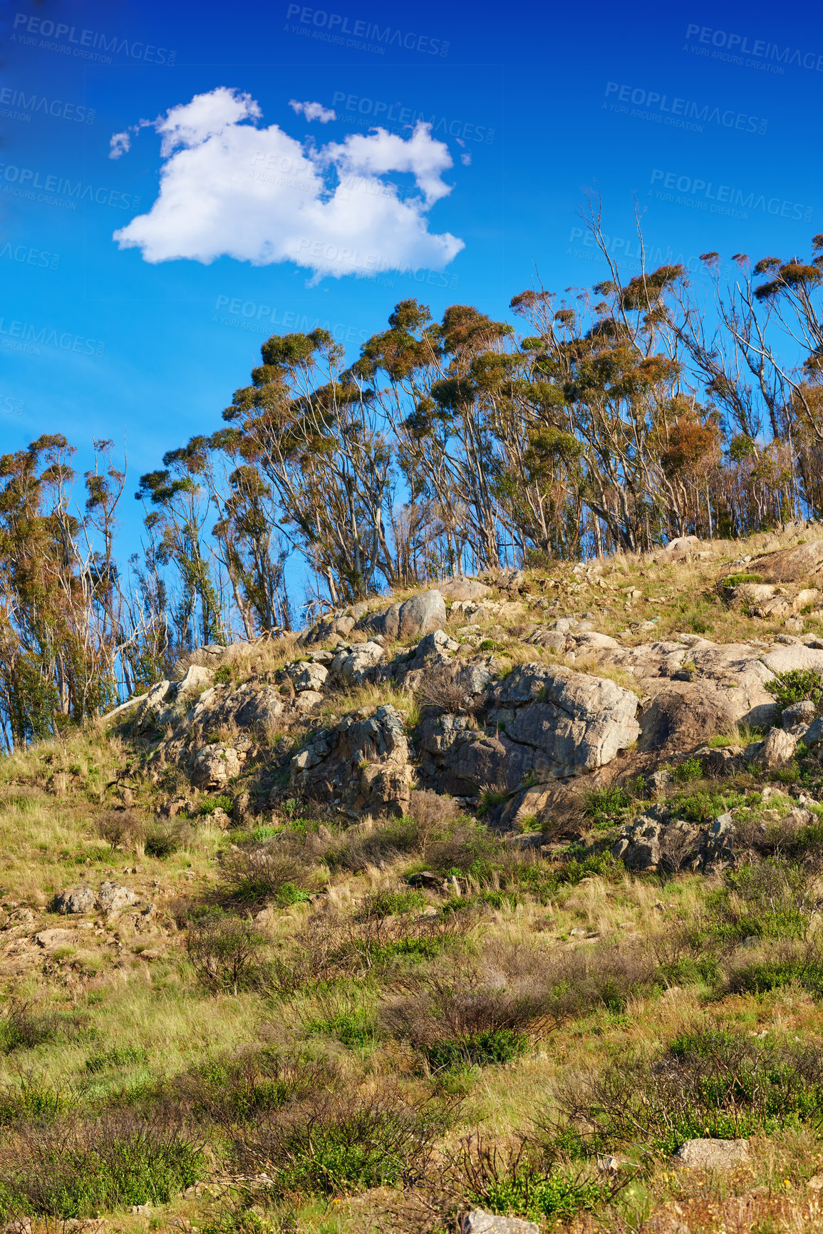 Buy stock photo Mountain landscape, woods and blue sky with trees, plant or growth for sustainability or green nature. Bush, forest and leaves in spring for ecology in healthy environment, countryside or rainforest