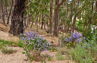 Buy stock photo Landscape, flowers and blue sky with trees, plant or growth for sustainability or green nature. Bush, forest and leaves in spring for ecology in healthy environment, countryside or rainforest