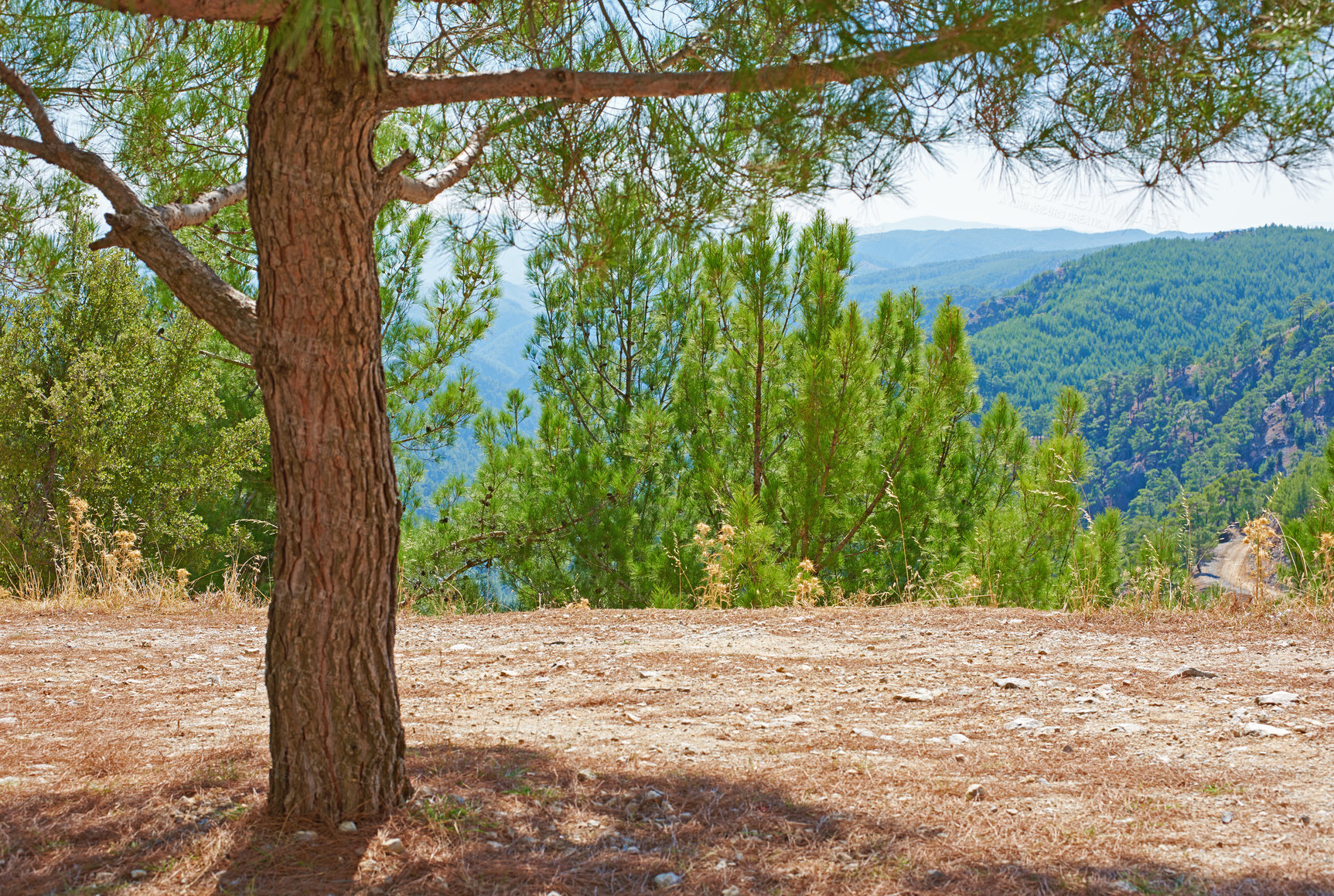 Buy stock photo Landscape, tree trunk and nature with woods, forest and texture in countryside or outdoor. Holiday, travel and autumn for vacation as wallpaper, background and sustainability for adventure in Canada