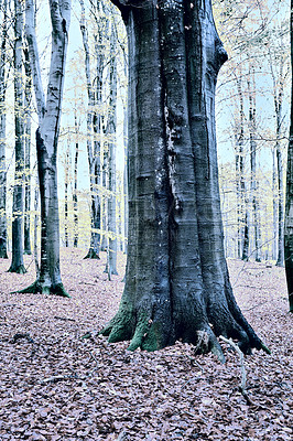 Buy stock photo Forest landscape, trunk and bark with trees, plant or growth for sustainability or green nature. Bush, woods and leaves in spring for ecology in healthy environment, countryside or rainforest