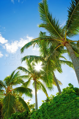 Buy stock photo Sunshine, palm trees or blue sky in nature for background, serenity or calm on tropical island. Summer, travel or plants in wilderness for sustainability, shade or environment awareness for Earth Day