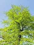 Hardwood forest tree