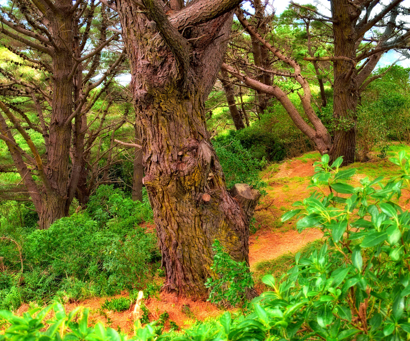 Buy stock photo Landscape, pine trees and environment in forest, nature and country with bush, bark and leaves in autumn. Woods, shrub and ground with branch, wild or outdoor in sunshine, plants or location in Italy