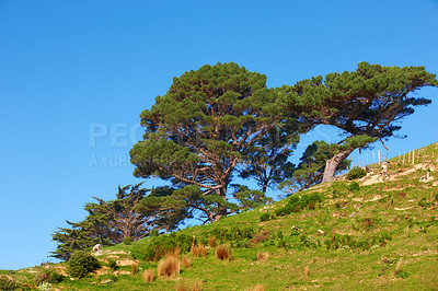 Buy stock photo Landscape, pine trees and outdoor on hill, nature and conservation in forest, growth and summer. Woods, mountain and horizon with animal, wild and environment in sunshine, plants or location in Italy