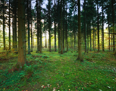 Buy stock photo Pine trees - slim and proud