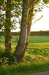 Hardwood forest tree