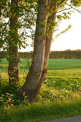 Buy stock photo Tree, field and woods landscape in nature for sustainability, growth and ecology in countryside. Natural environment, branches and foliage with scenic view for travel location and forest destination