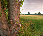 Hardwood forest tree